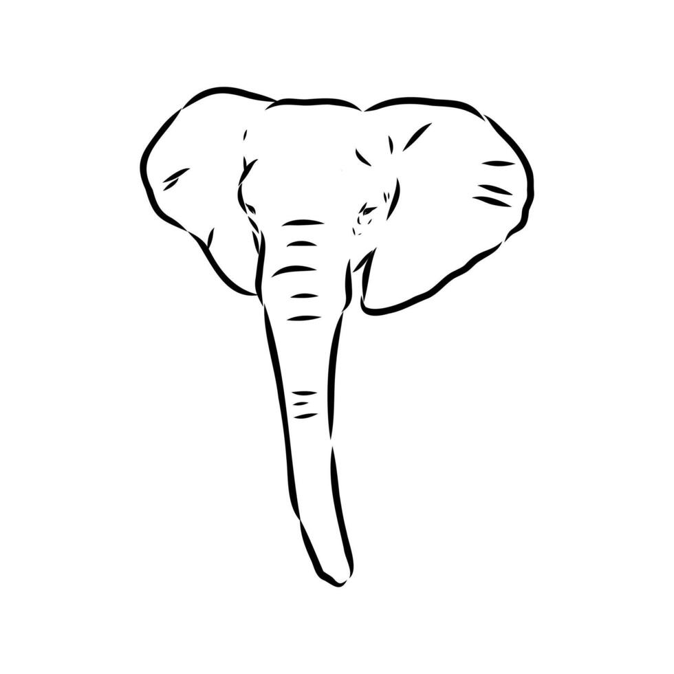 African elephant sketch vector