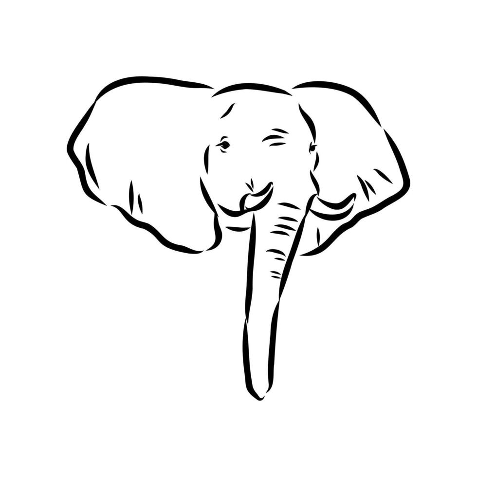 African elephant sketch vector