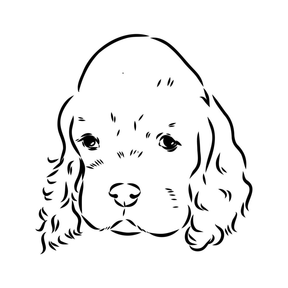 American Cocker spaniel sketch vector