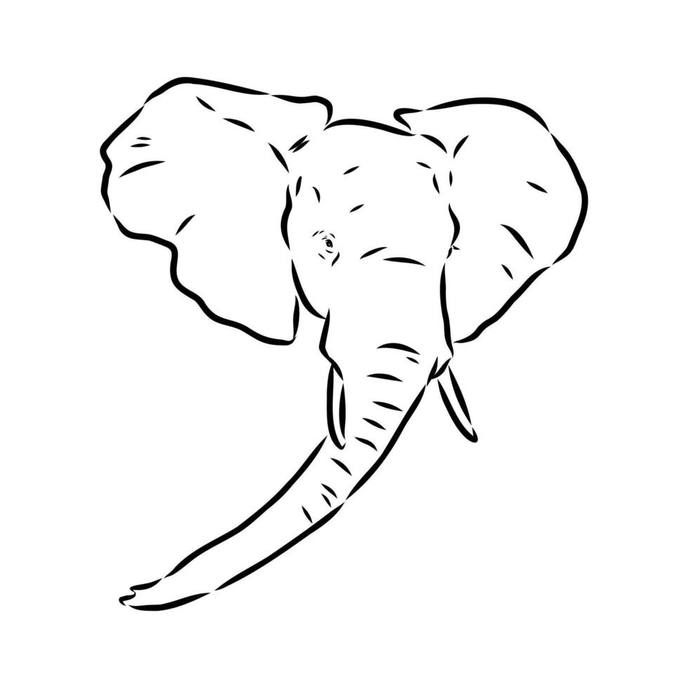 African elephant sketch vector