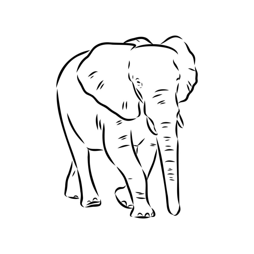 African elephant sketch vector