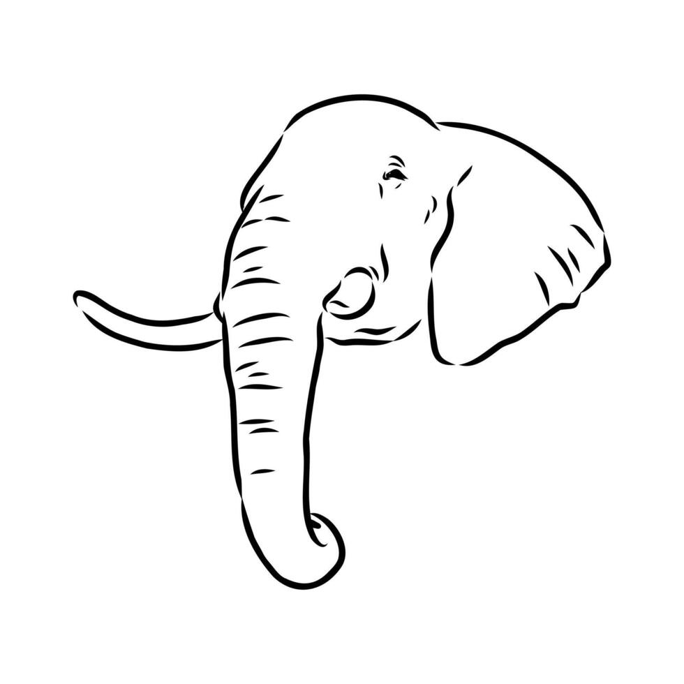 African elephant sketch vector