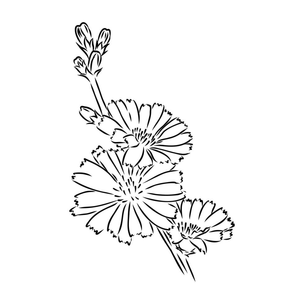 chicory flower sketch vector