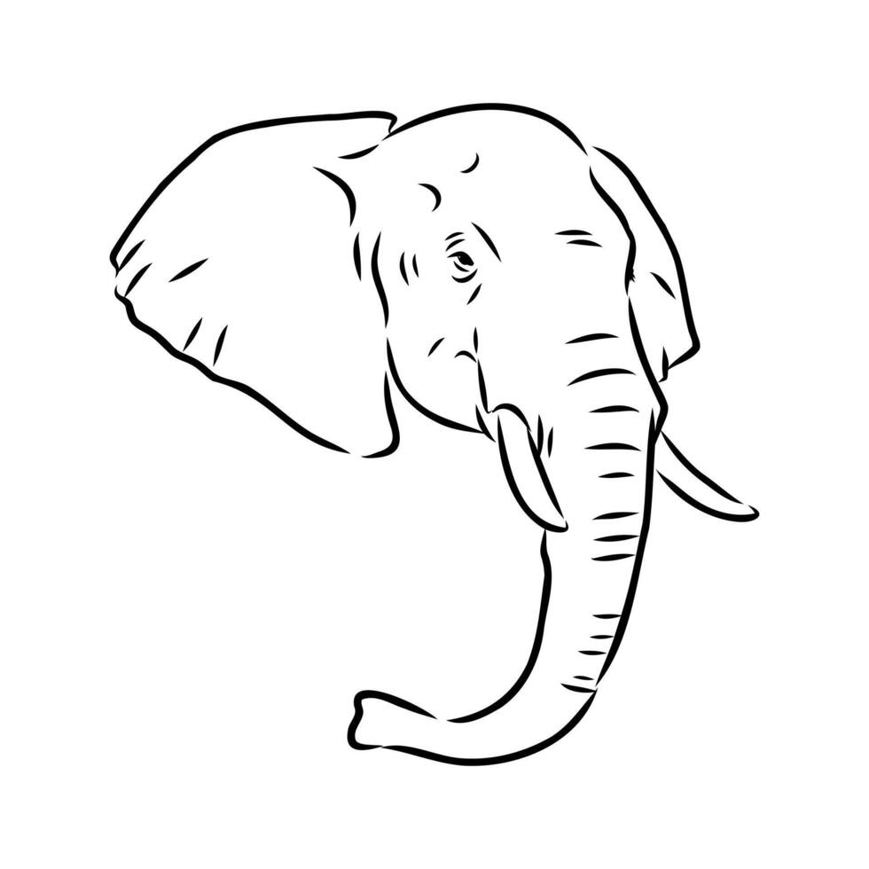 African elephant sketch vector