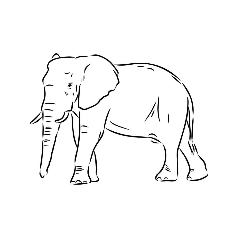 African elephant sketch vector