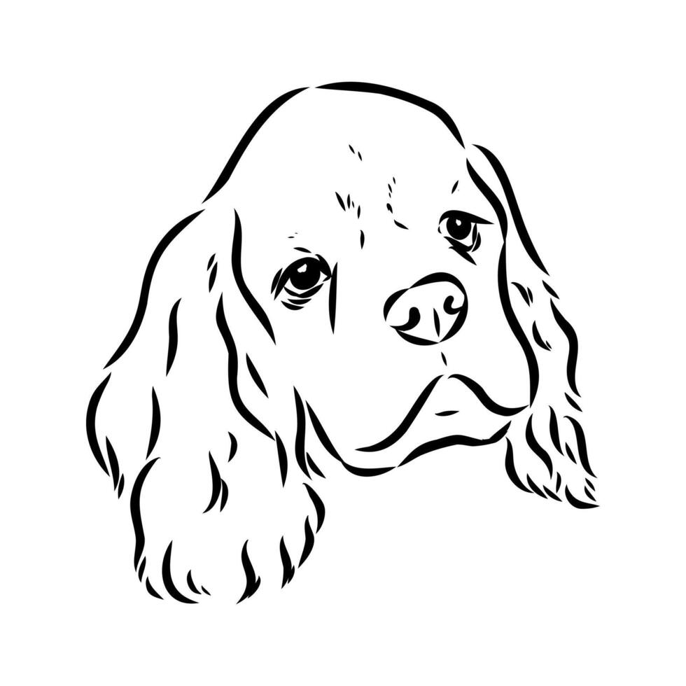 American Cocker spaniel sketch vector
