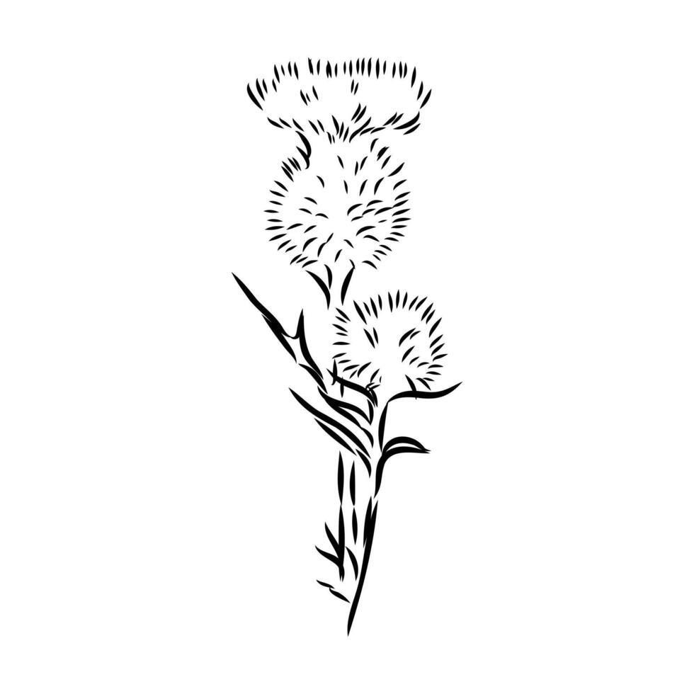 milk thistle flower sketch vector