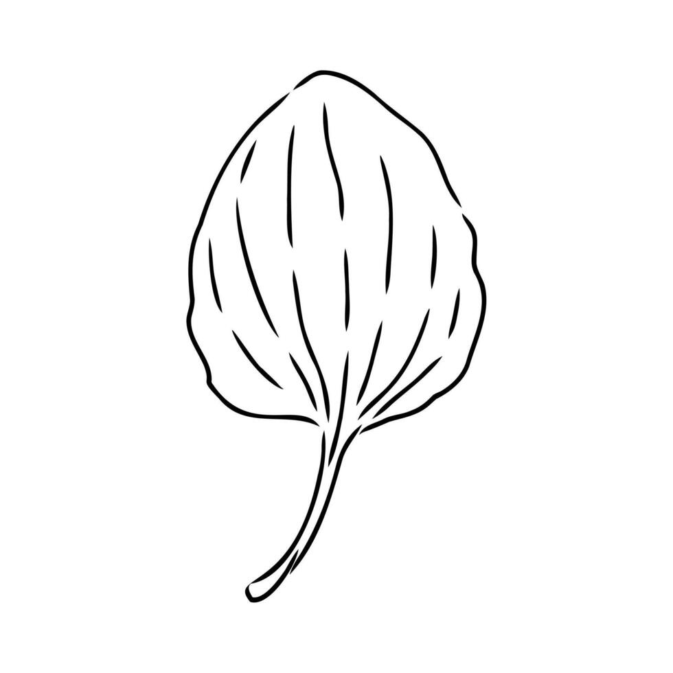 plantain plant sketch vector