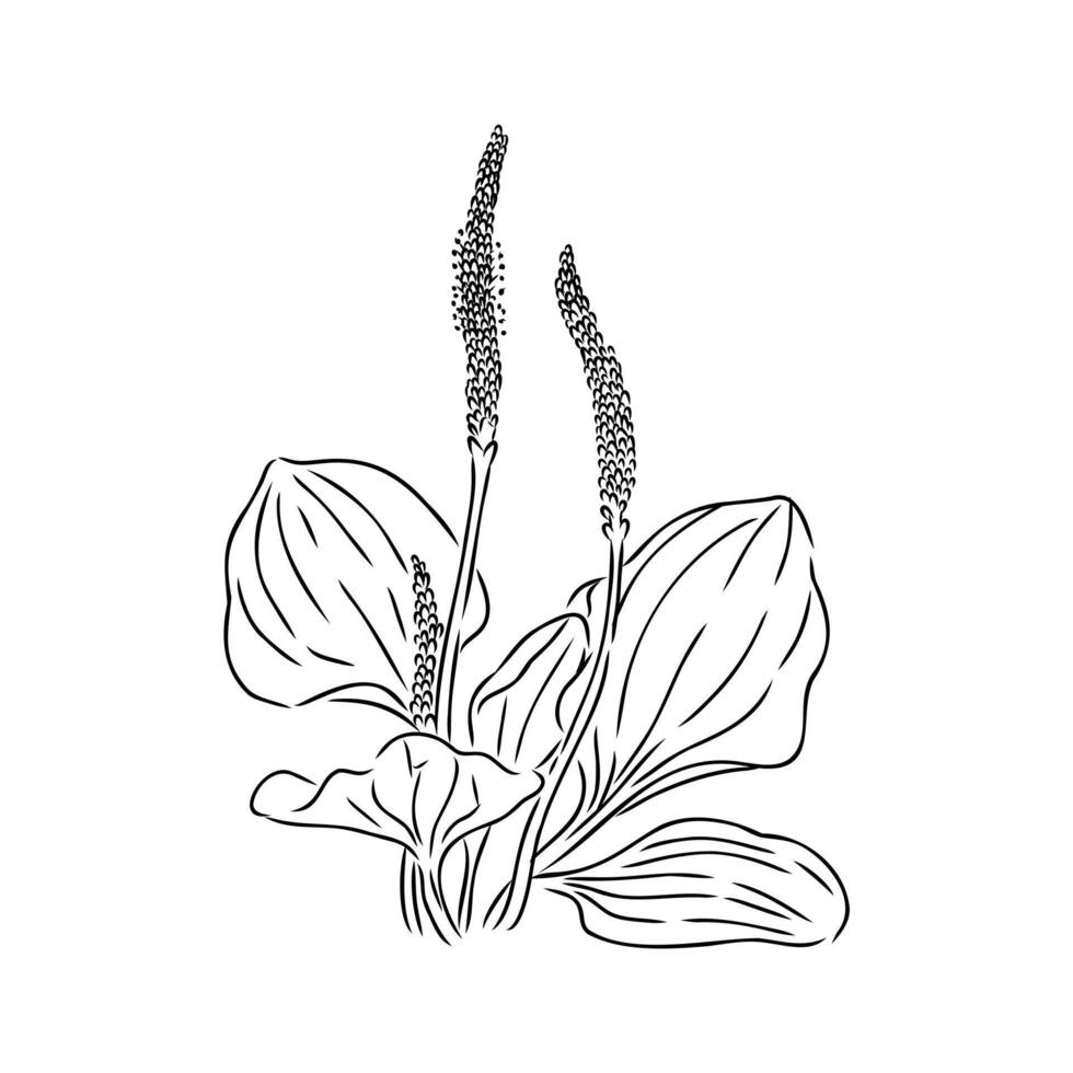 plantain plant sketch vector