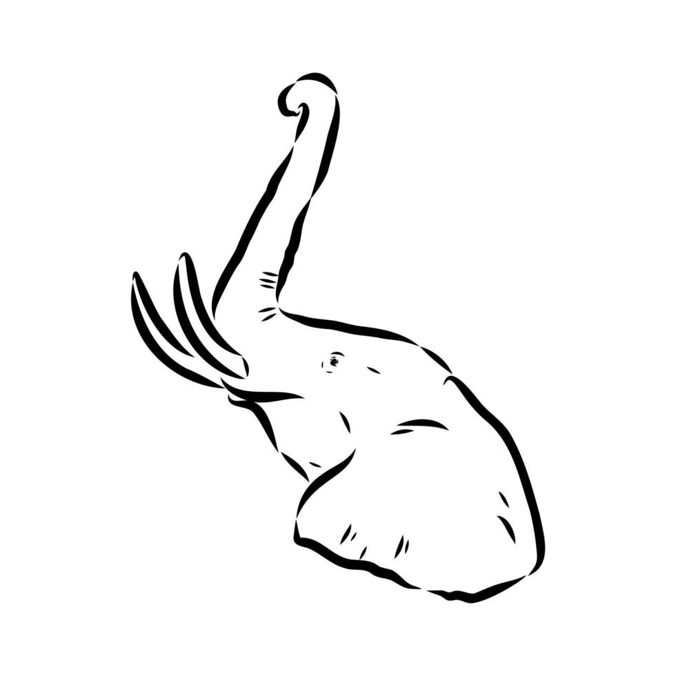 African elephant sketch vector