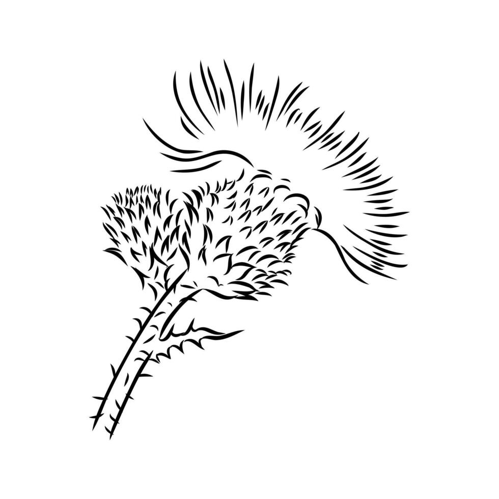 milk thistle flower sketch vector