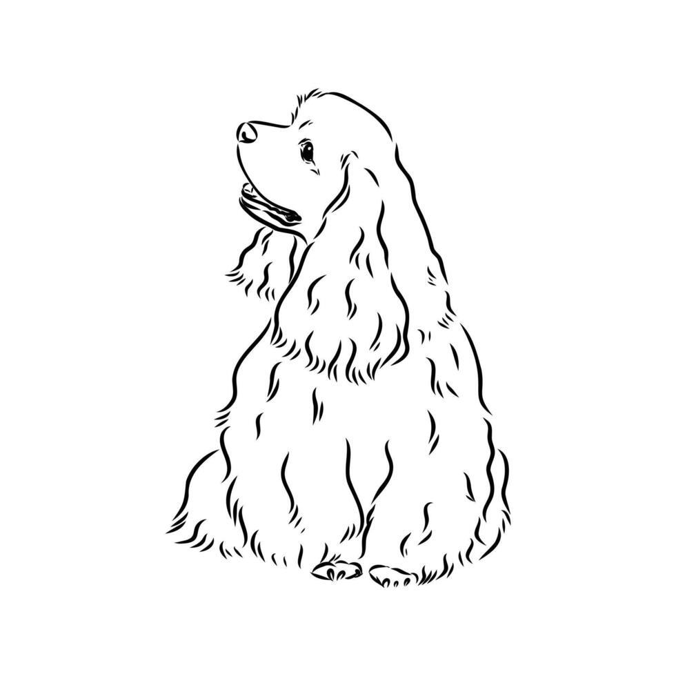 American Cocker spaniel sketch vector