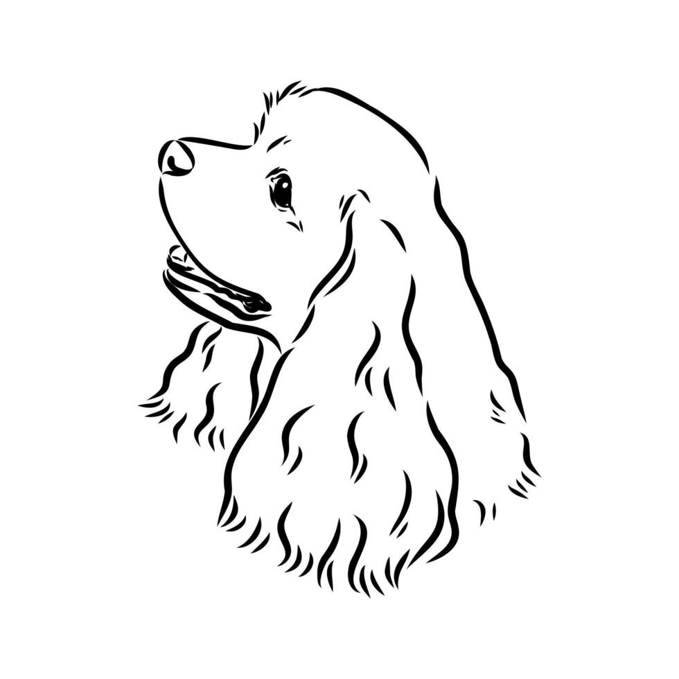 American Cocker spaniel sketch vector