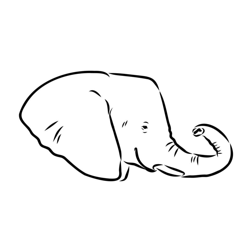 African elephant sketch vector