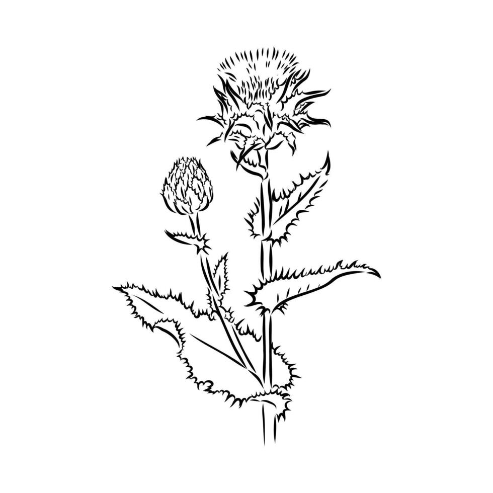 milk thistle flower sketch vector