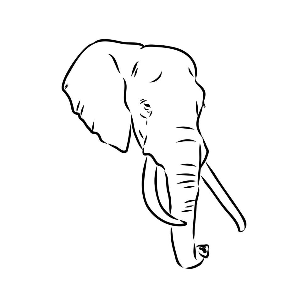 African elephant sketch vector