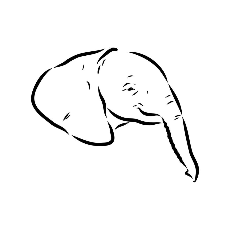 African elephant sketch vector