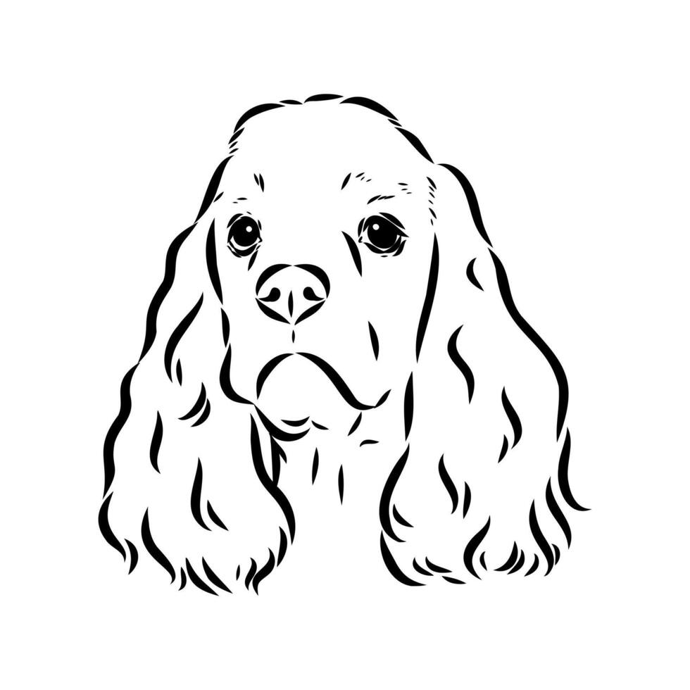American Cocker spaniel sketch vector