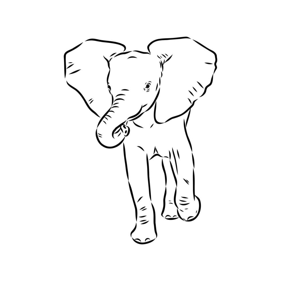 African elephant sketch vector