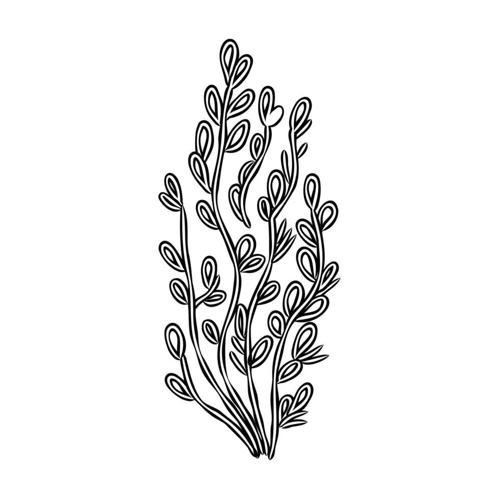cartoon algae sketch vector