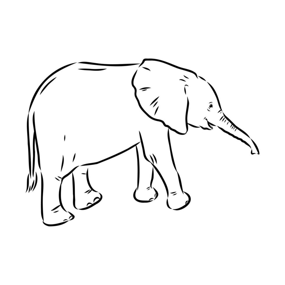 African elephant sketch vector