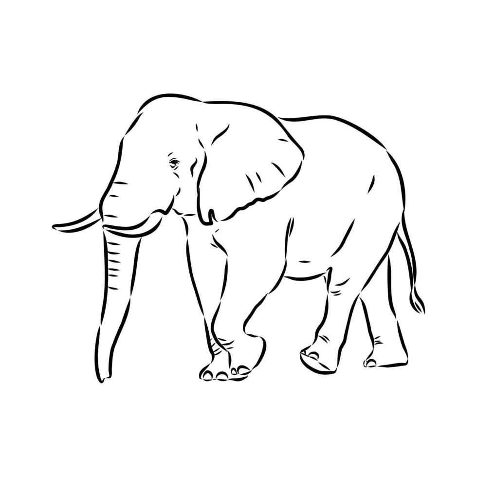African elephant sketch vector