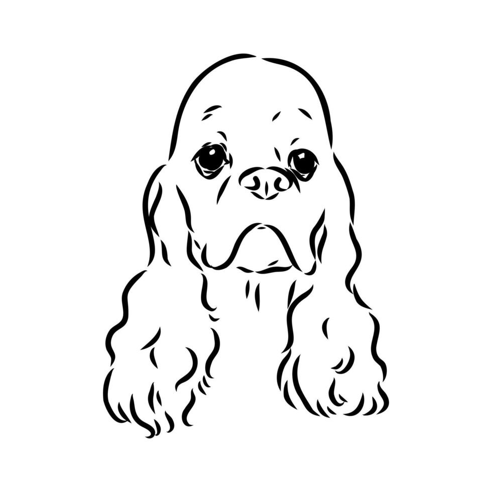 American Cocker spaniel sketch vector