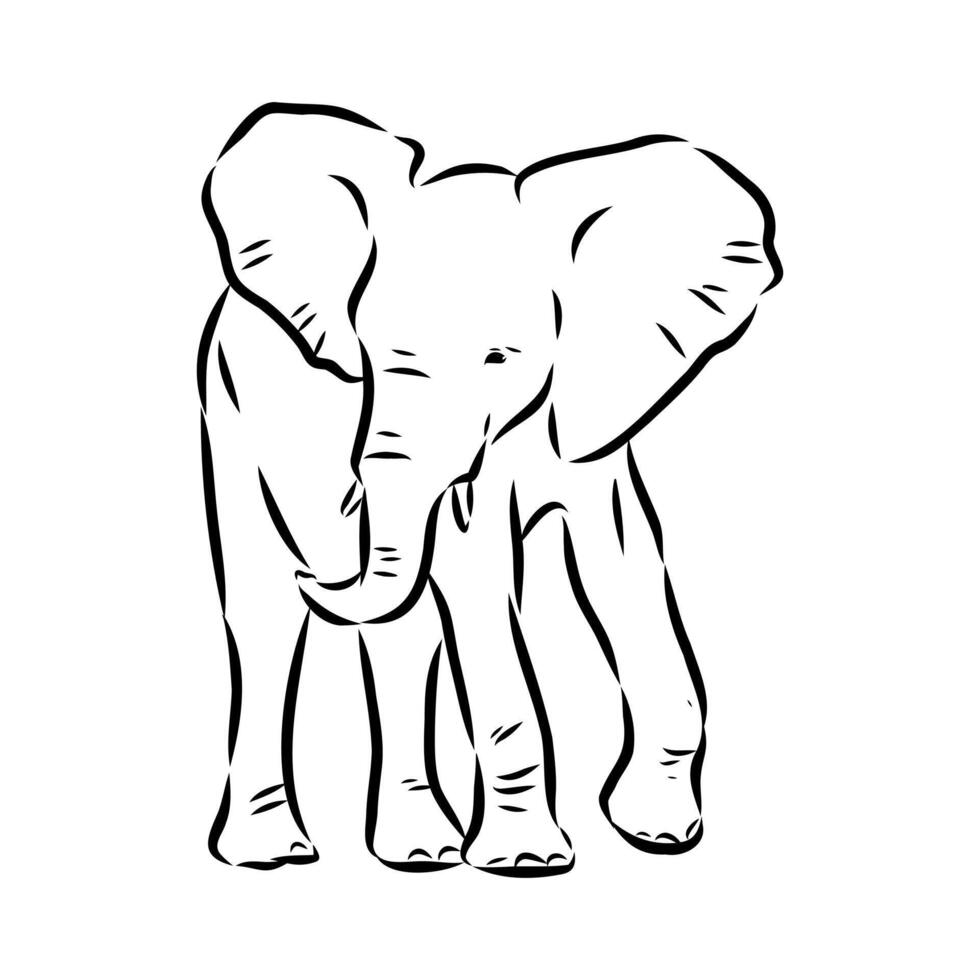 African elephant sketch vector