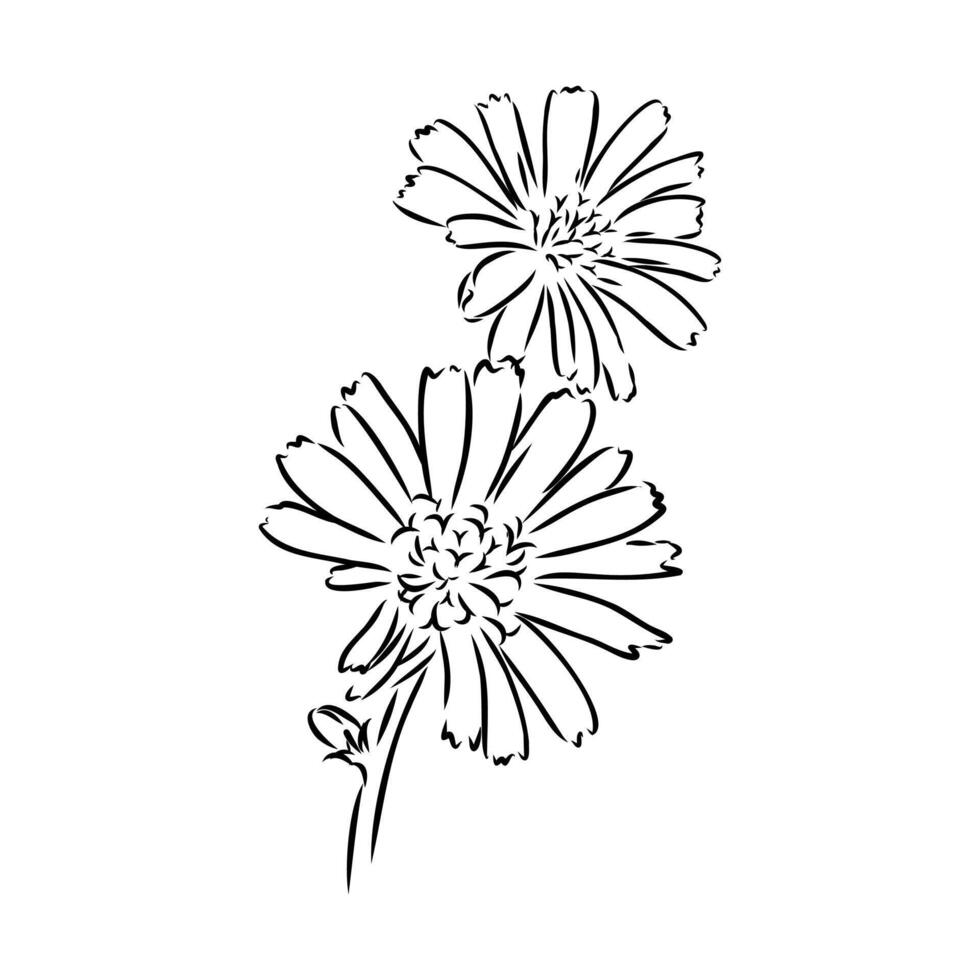 chicory flower sketch vector