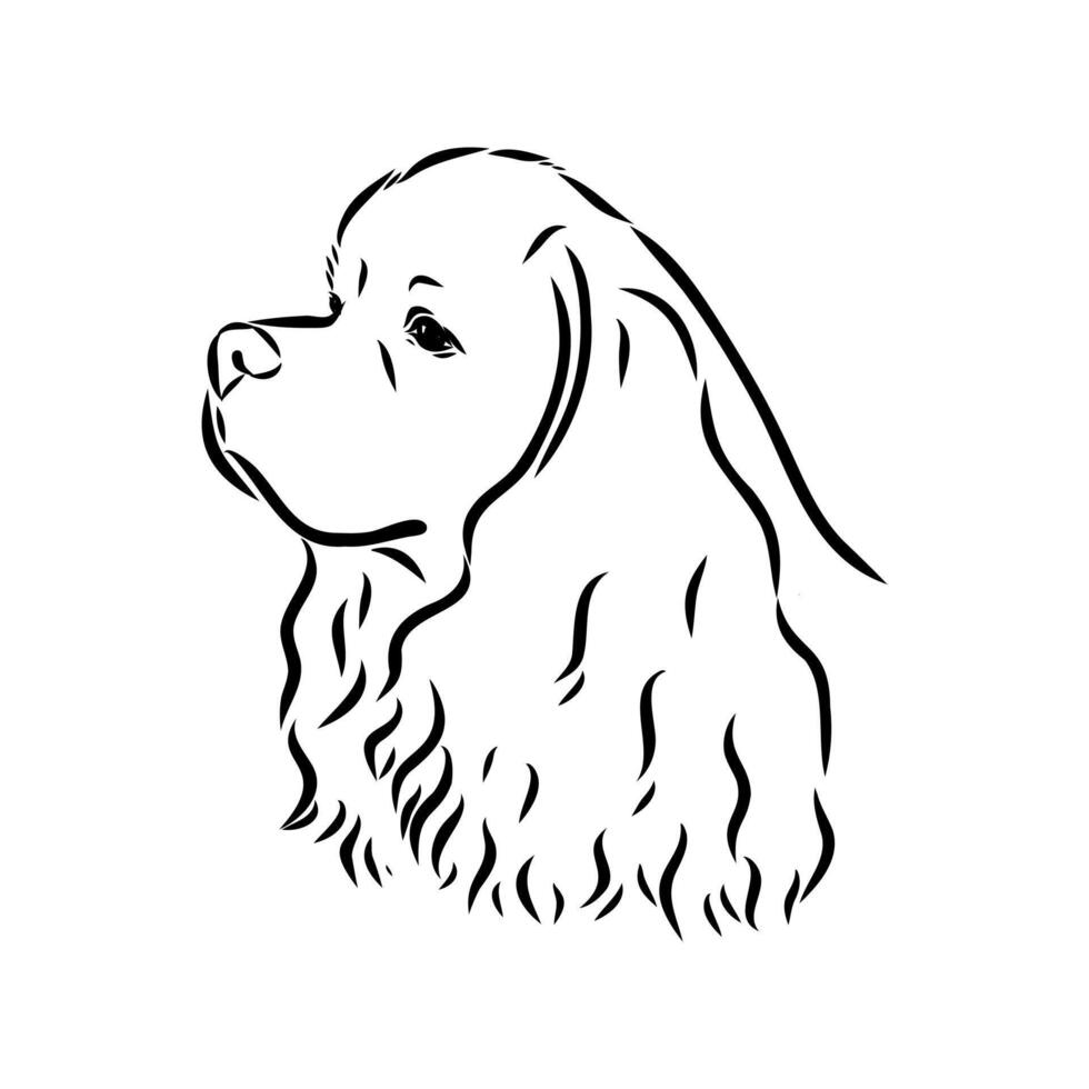 American Cocker spaniel sketch vector