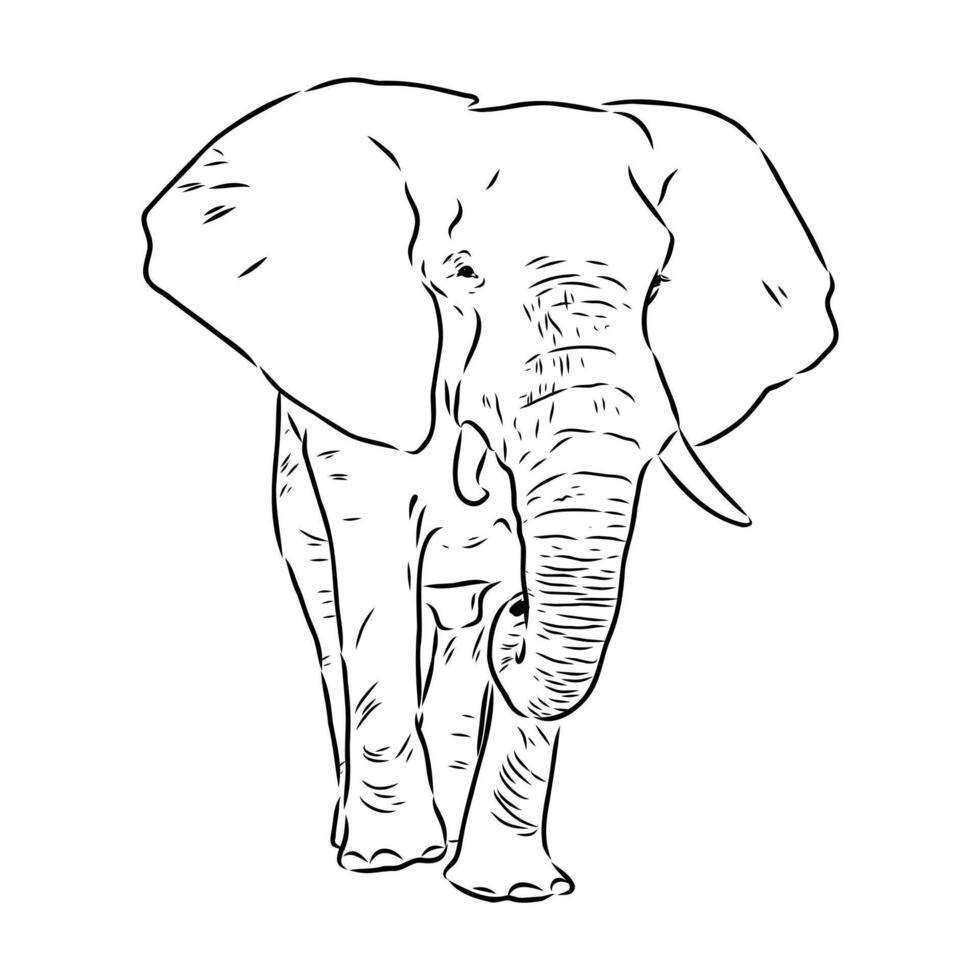 African elephant sketch vector