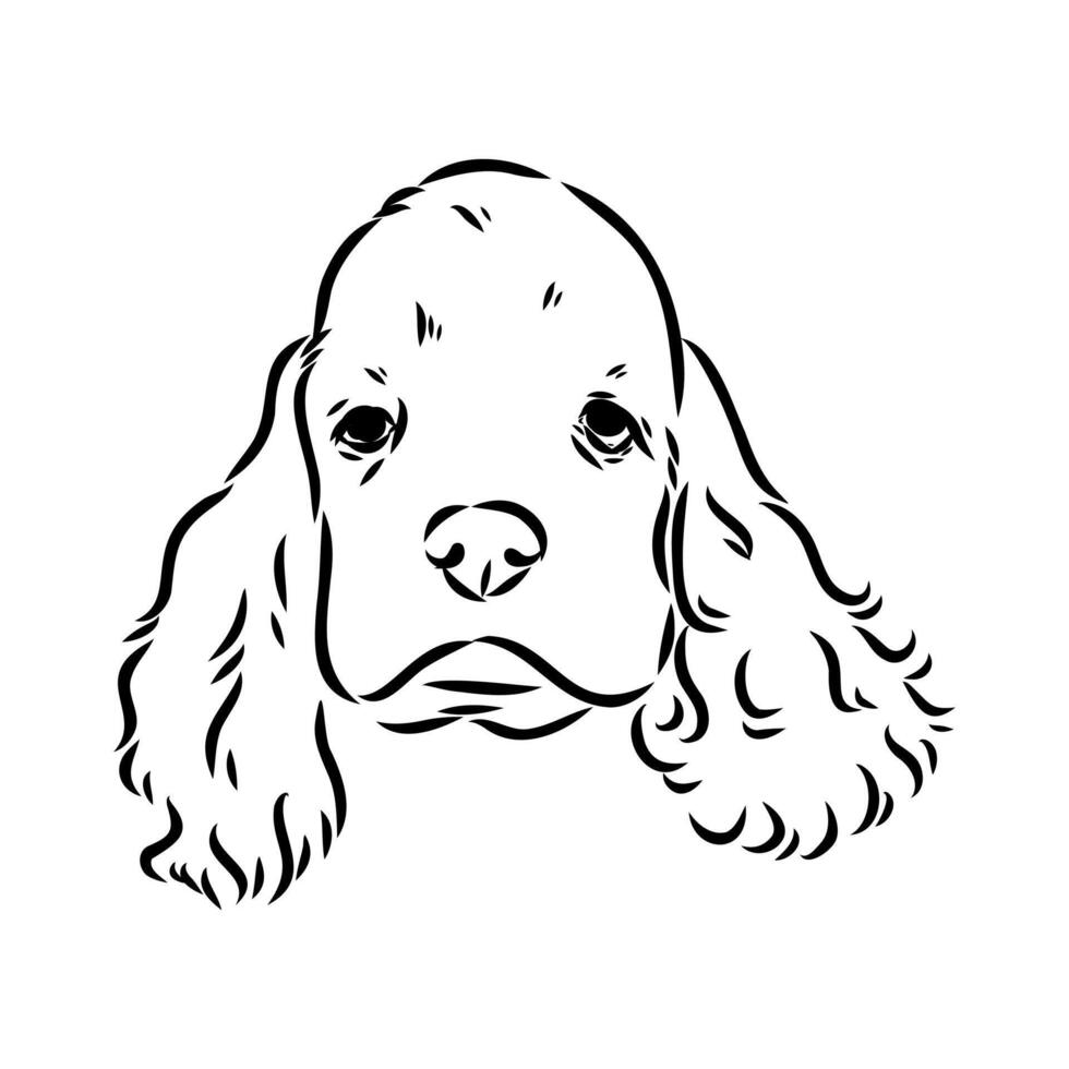 American Cocker spaniel sketch vector