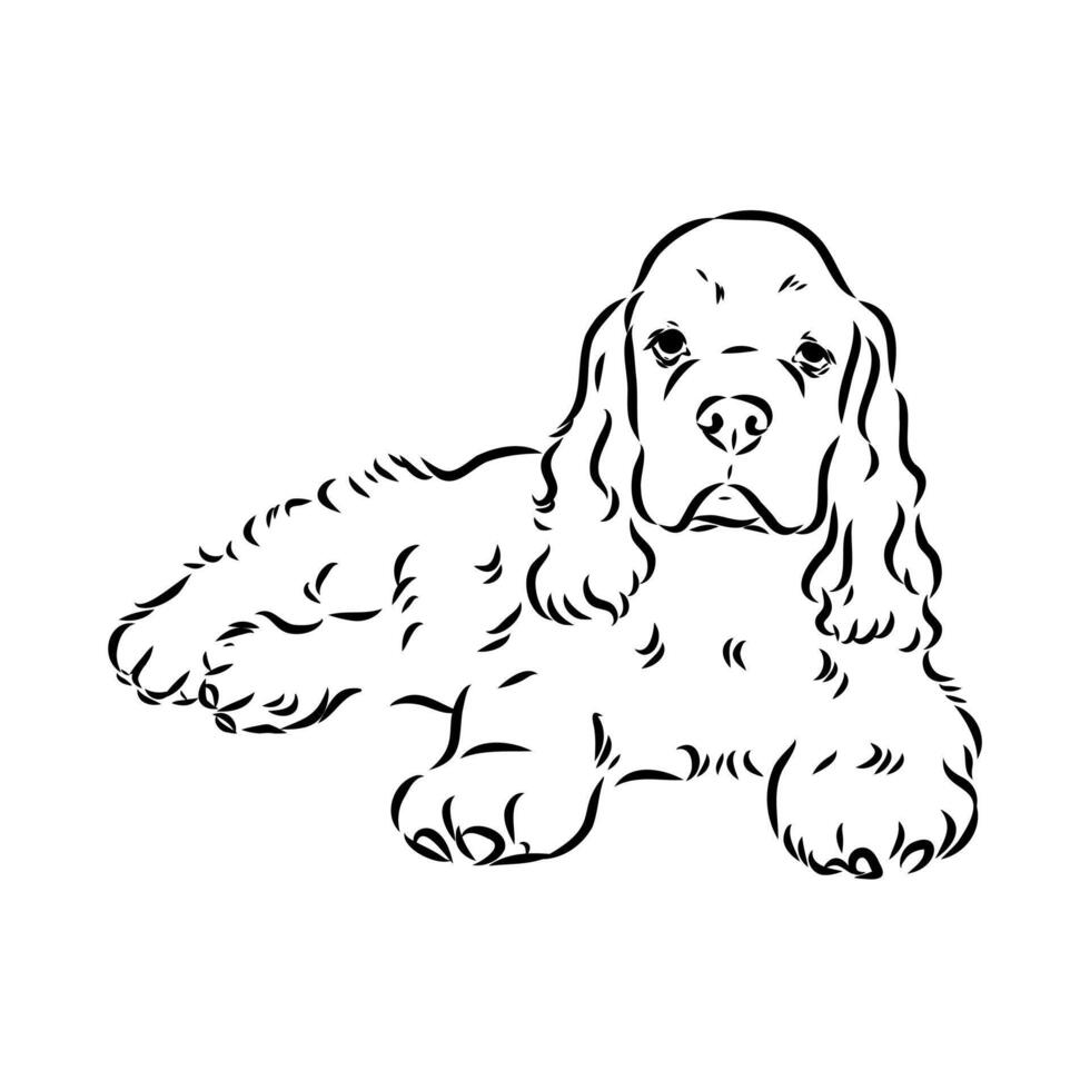 American Cocker spaniel sketch vector