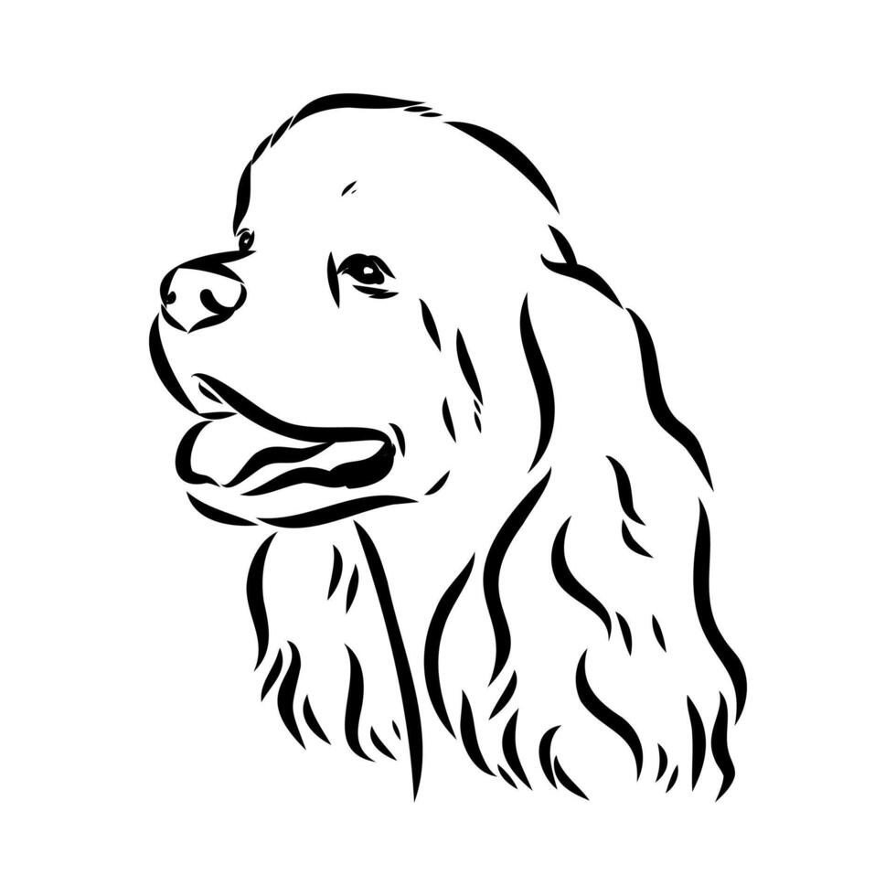 American Cocker spaniel sketch vector