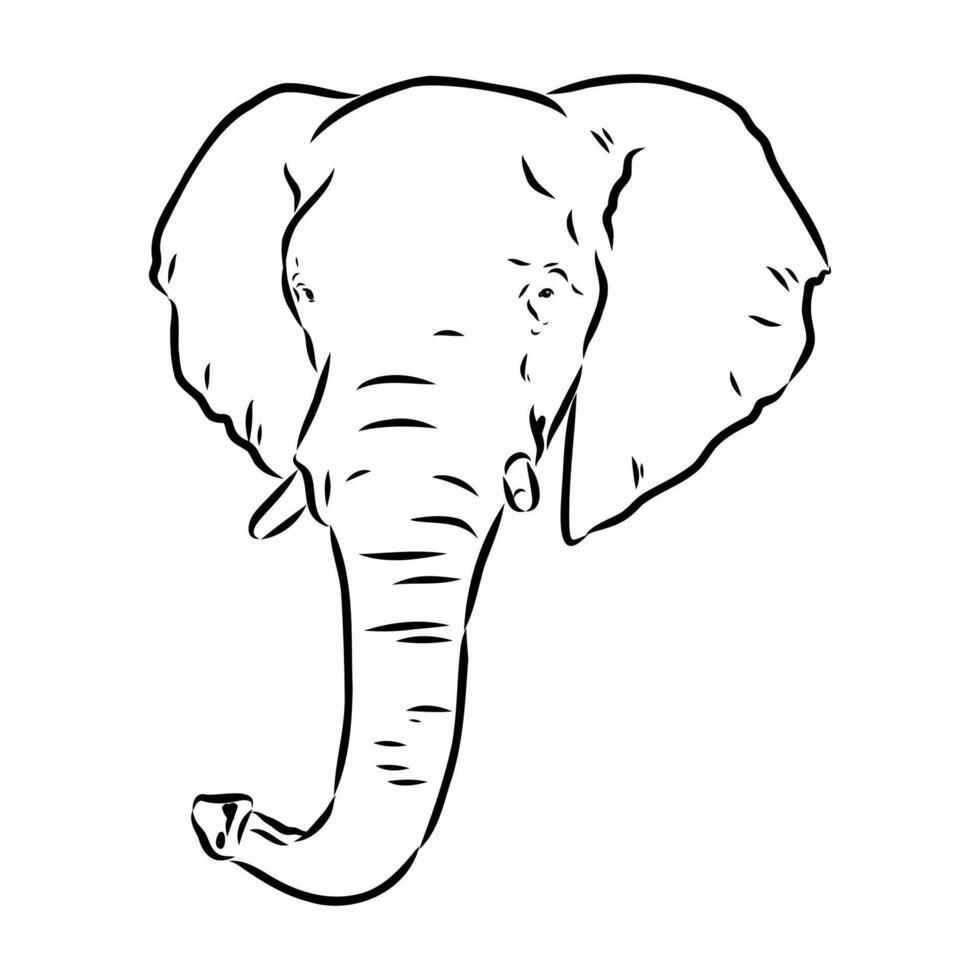 African elephant sketch vector