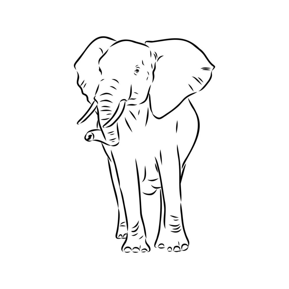 African elephant sketch vector