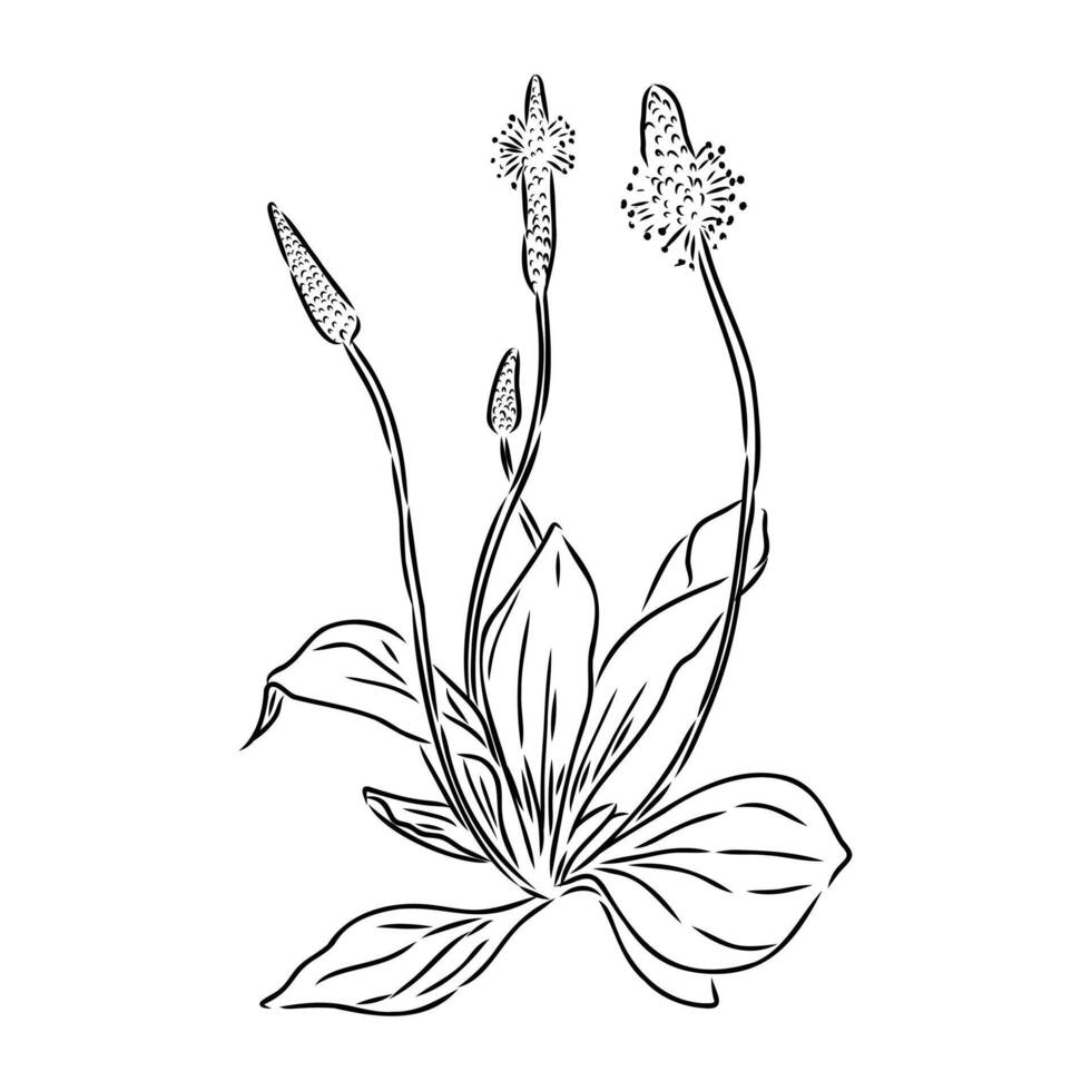 plantain plant sketch vector