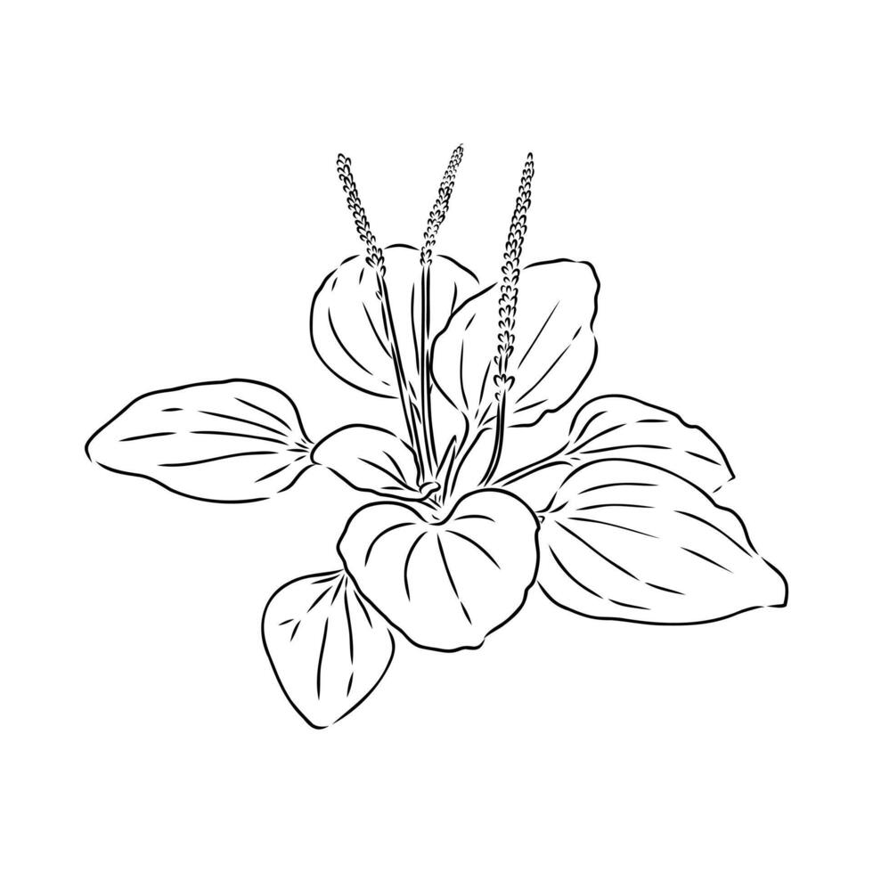 plantain plant sketch vector