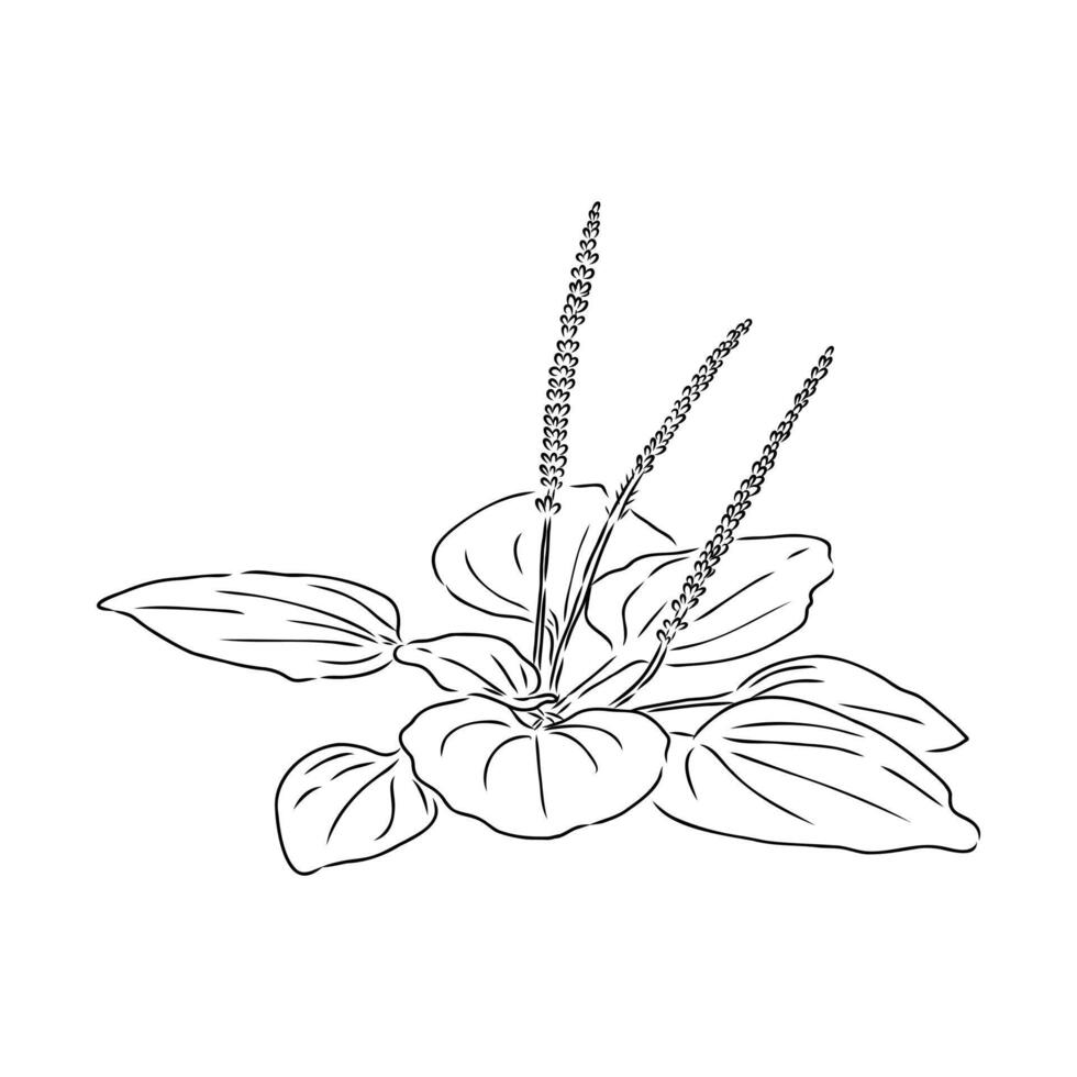 plantain plant sketch vector