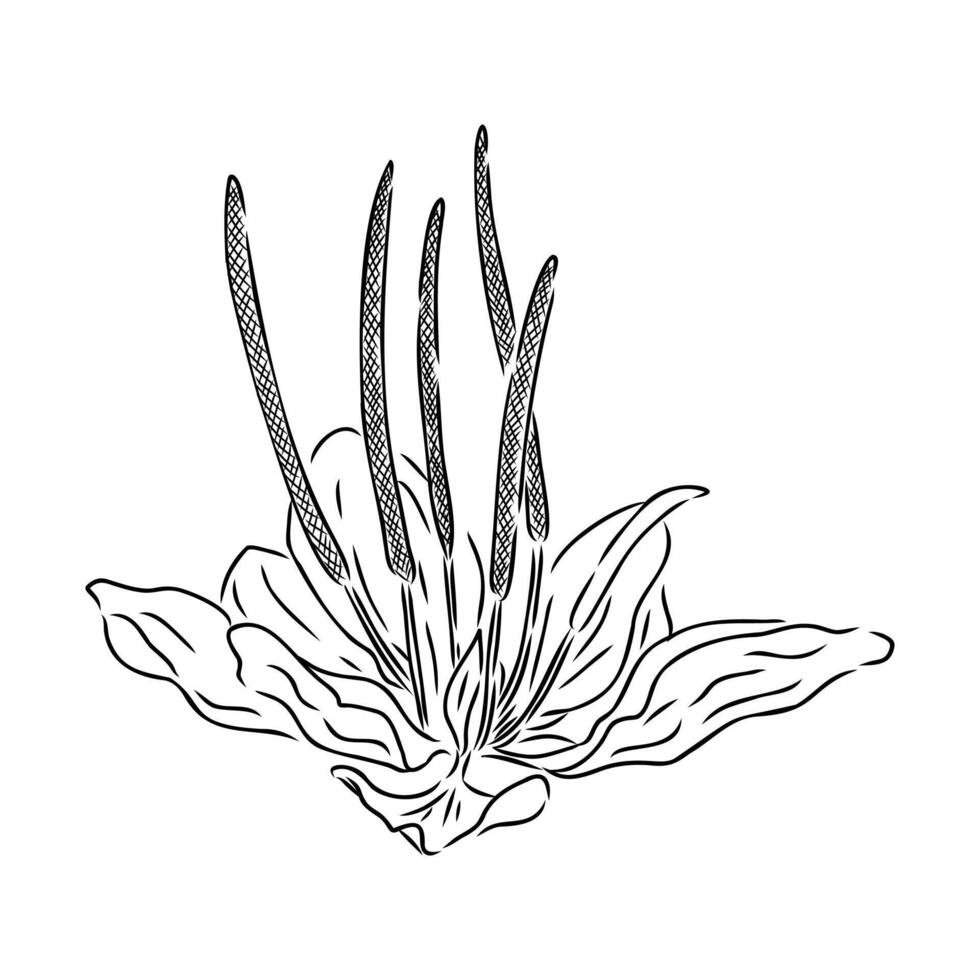 plantain plant sketch vector