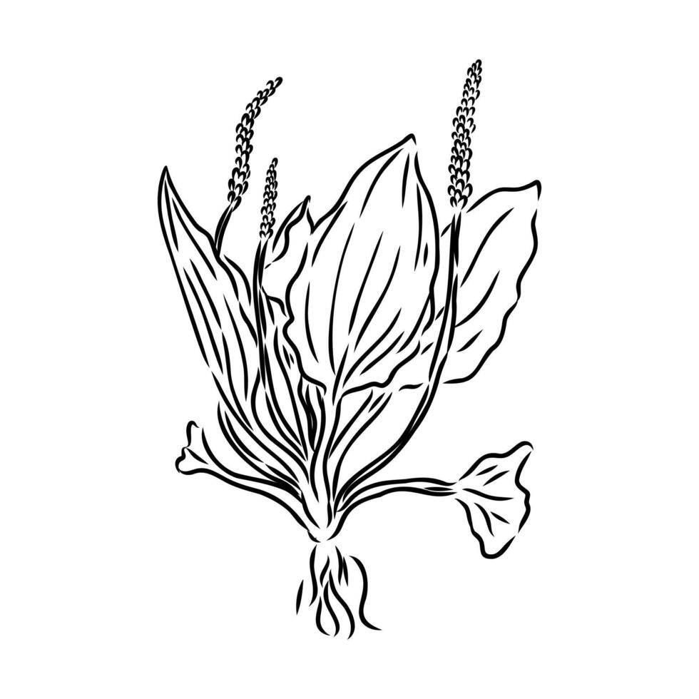 plantain plant sketch vector