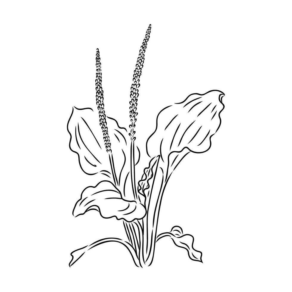 plantain plant sketch vector
