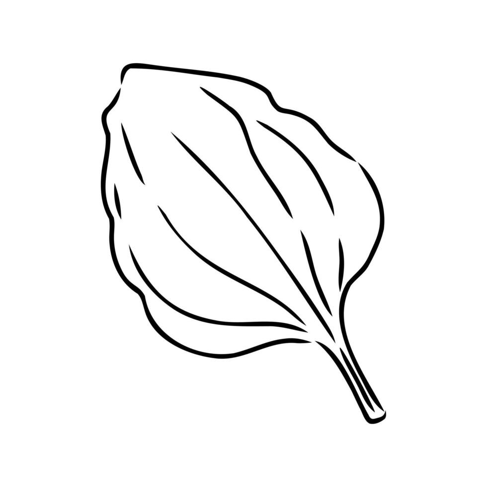 plantain plant sketch vector
