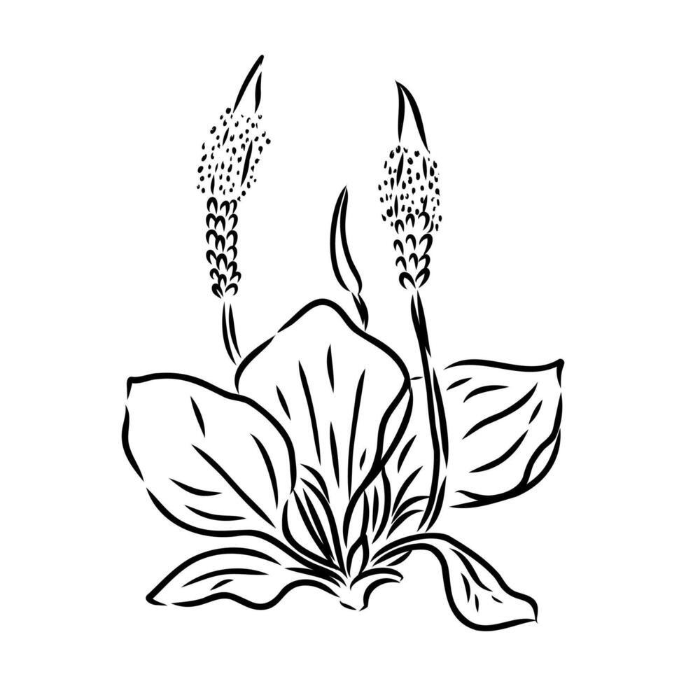 plantain plant sketch vector