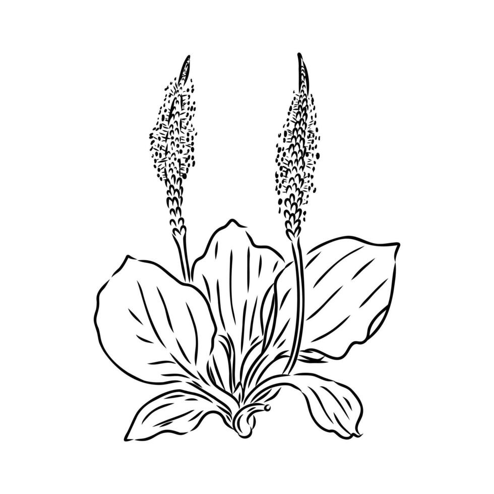 plantain plant sketch vector