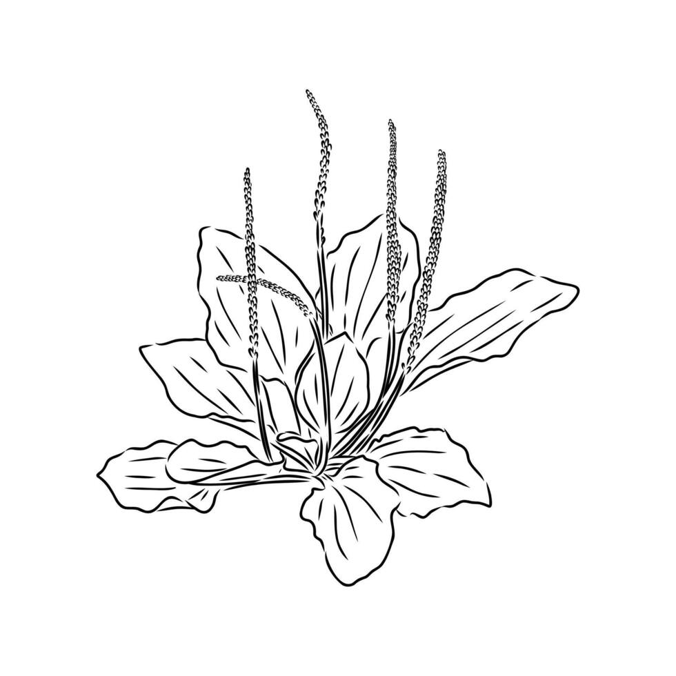 plantain plant sketch vector