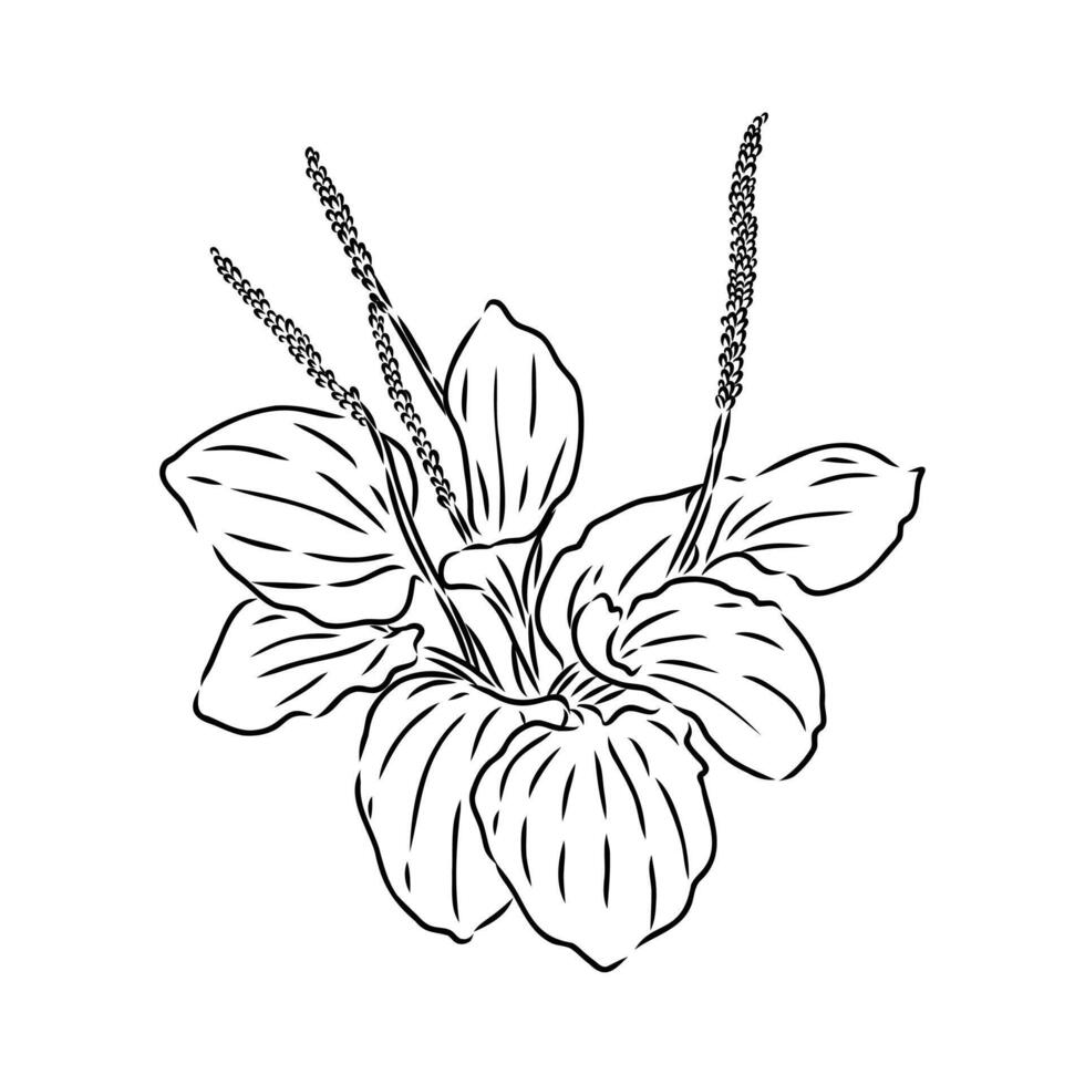 plantain plant sketch vector
