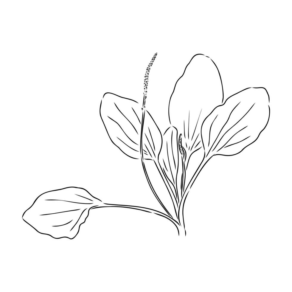 plantain plant sketch vector