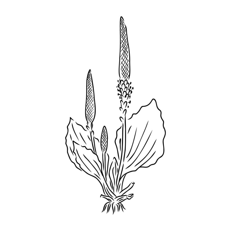 plantain plant sketch vector