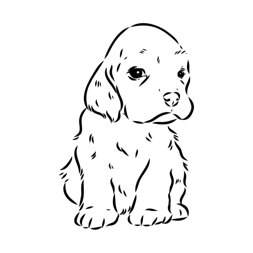 American Cocker spaniel sketch vector